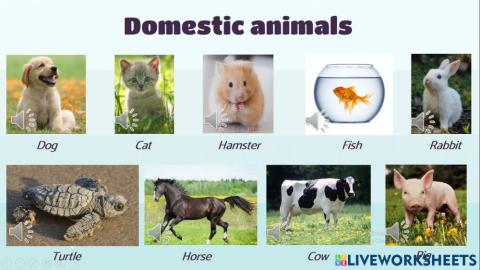 Domestic animals - vocabulary