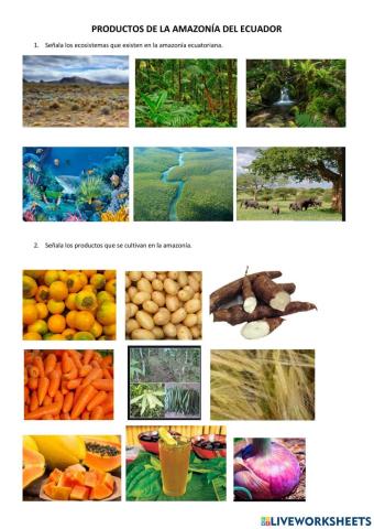 Agricultura y ganadería de la amazonía del ecuador
