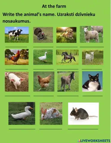 Farm animals. Writing