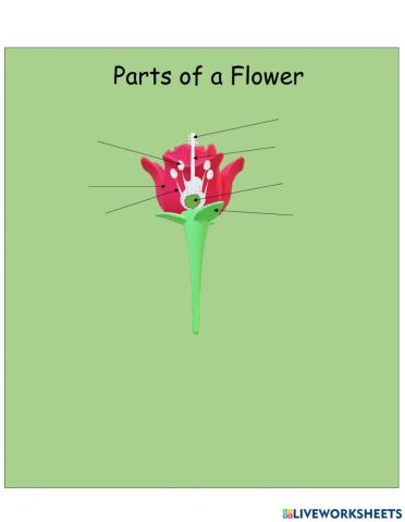 Flower Parts