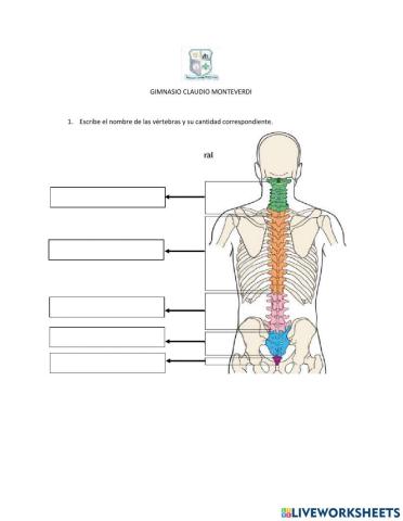 Vértebras del cuerpo