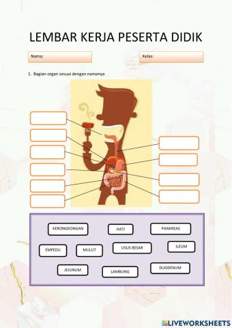 Sistem pencernaan manusia