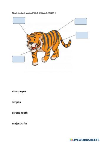 Wild animals body parts tiger