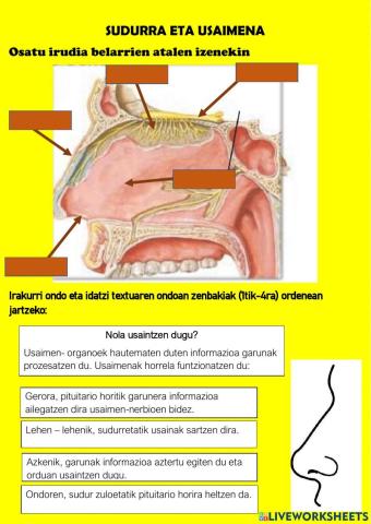 Sudurra eta usaimena