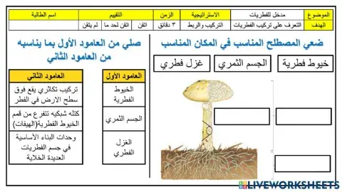 ورقة عمل تركيب الفطريات