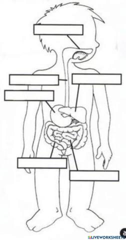 El aparato degestivo
