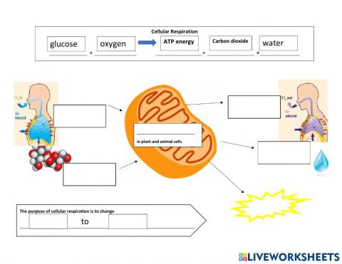 Cellular respiration
