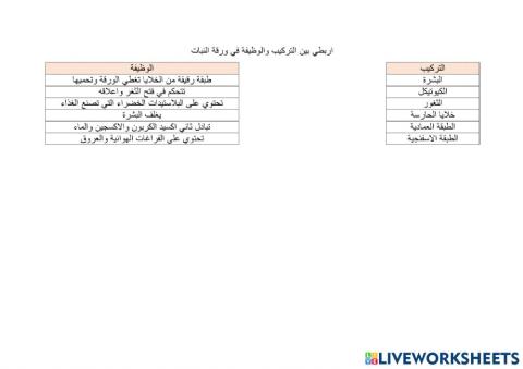 تركيب الورقة