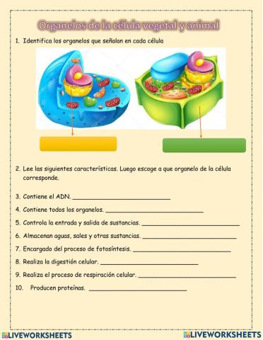 Organelos célula animal y vegetal