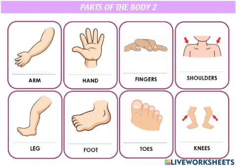 Parts of the body FLASHCARDS