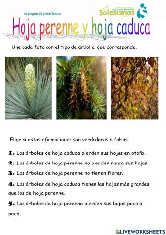 Hoja perenne-Hoja caduca