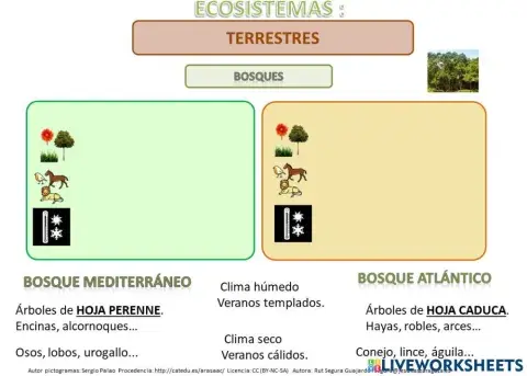 Ecosistemas los bosques