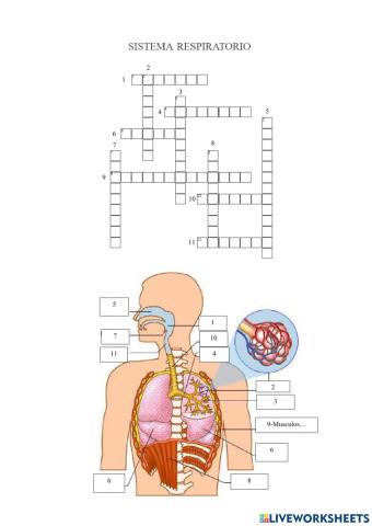 El sistema respiratorio