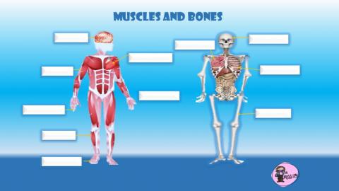 Muscles and bones