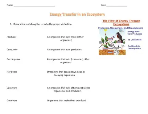 Energy flow in an ecosystem