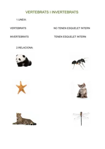 Vertebrats invertebrats