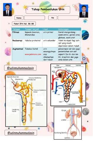 LKPD Tahap Pembentukan Urin