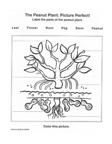 Peanut plant label parts