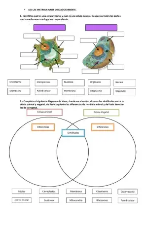 Célula animal y vegetal