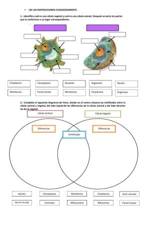 Célula animal y vegetal
