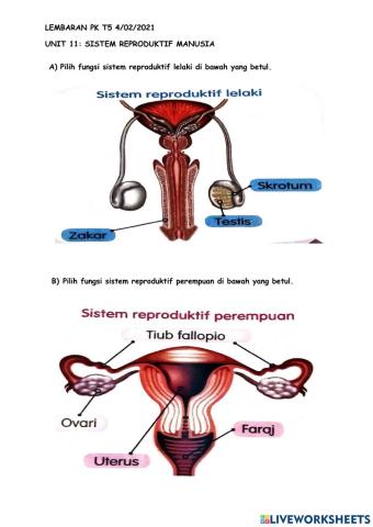 Sistem reproduktif manusia