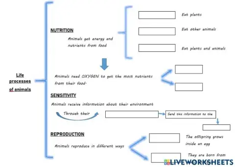 Life processes of animals
