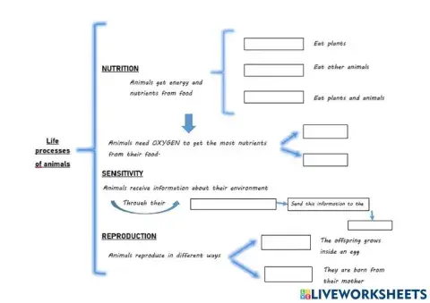 Life processes of animals