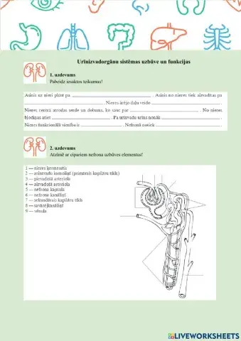 Urīnizvadorgānu sistēmas uzbūve un funkcijas