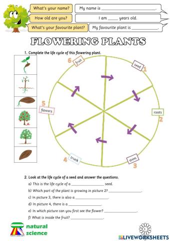 Flowering plants reproduction