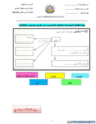 الجهاز الإخراجى