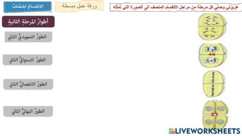 الانقسام المنصف ا