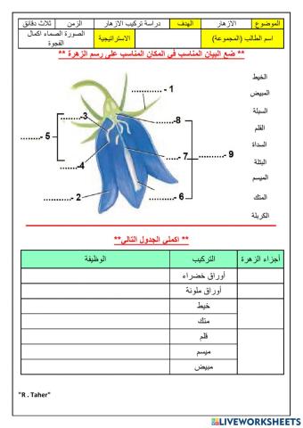 ورقة عمل تركيب الزهرة