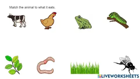 Feeding Relationships