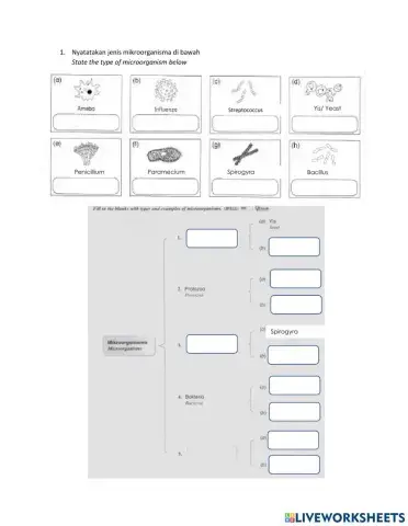 Microorganism-Mikroorganisma