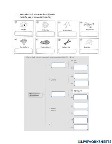 Microorganism-Mikroorganisma