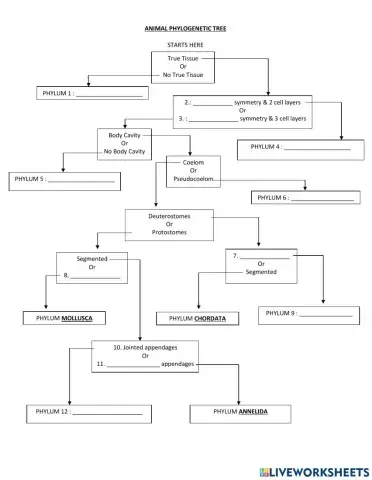 Biodiversity - Kingdom Animalia