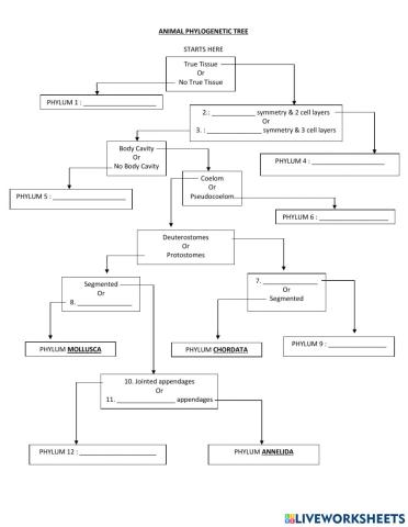 Biodiversity - Kingdom Animalia