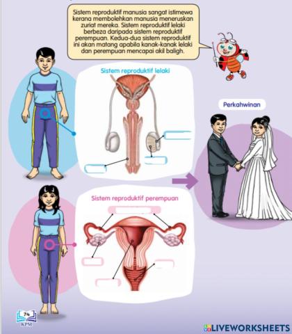 Sistem Reproduktif Manusia