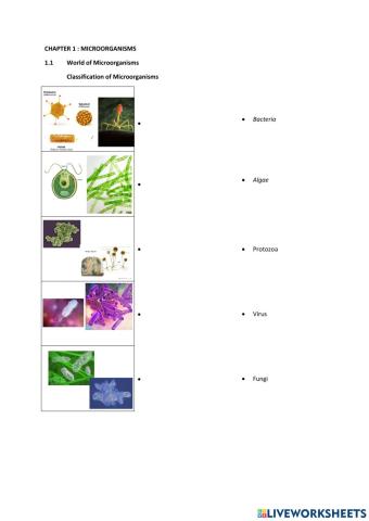 Classification of microorganisms