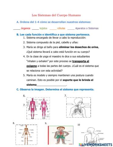 Sistemas del Cuerpo Humano