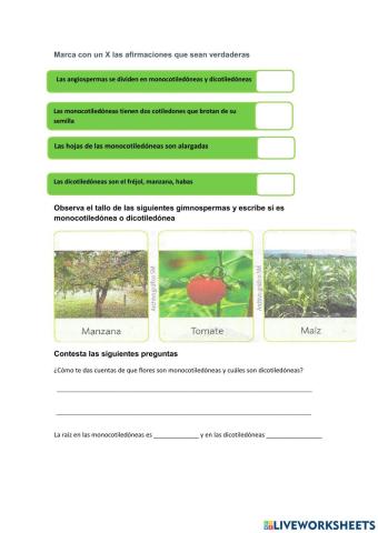 Clasificaciòn de las angiospermas