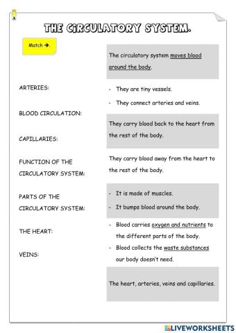 The circulatory system.