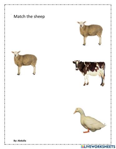 Match sheep