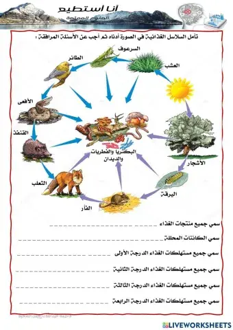 سلاسل الغذاء