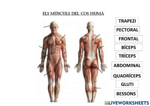 Els músculs