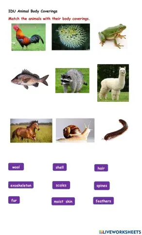 Animal Body Coverings