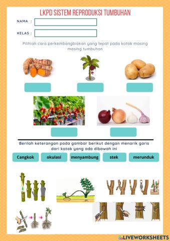Lkpd sistem reproduksi tumbuhan