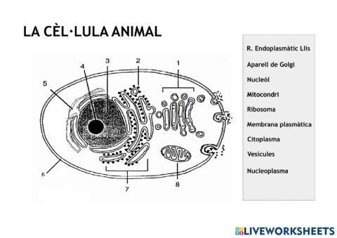 La cèl·lula animal