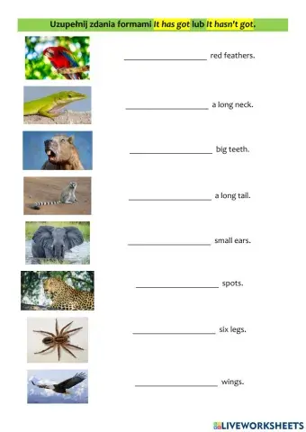Animal body parts