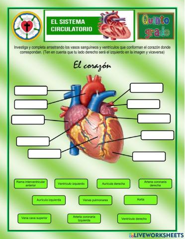 El sistema circulatorio humano